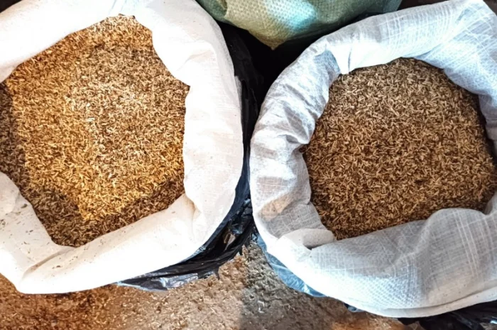 Закуплю бадилля з домашнього табака сільського тютюну бите через д к у- фото № 2