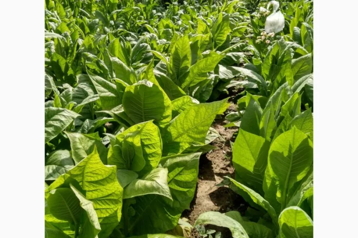 Насіння тютюну більш ніж 150 сортів- фото № 1