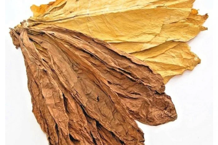 Тютюн в листе. Берли, Вирджиния, Ориентал- фото № 1