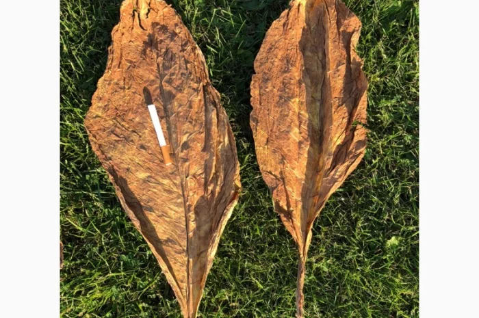 Продам качественный табак весовой, сигаретная нарезка 0, 8мм. Отправка в регионы почтой- фото № 8