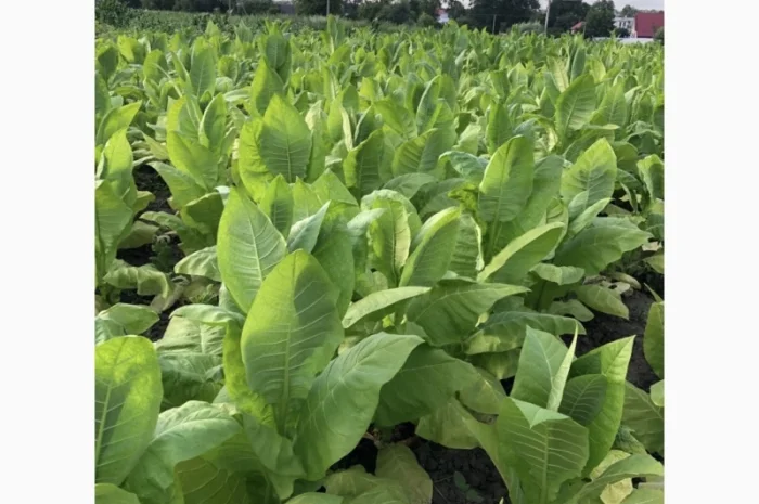 Продається тютюн для самокруток- фото № 6