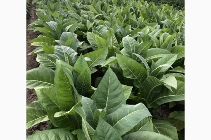 Продається тютюн для самокруток- фото № 7
