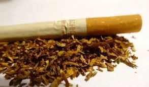 Продам табак махорка верджиния берлі без центральної жилки- фото № 1