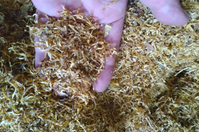 Вирджиния- фото № 1