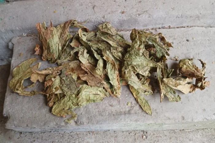 Зелений нестиглий лист з тютюну відходи табака куплю 230 грн за кг- фото № 1