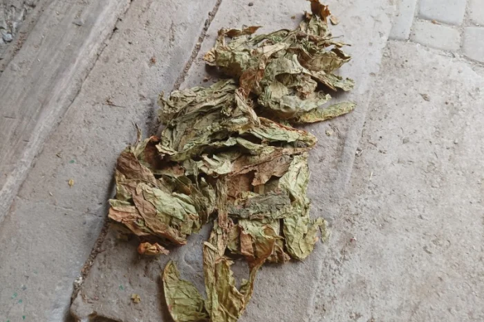 Зелений нестиглий лист з тютюну відходи табака куплю 230 грн за кг- фото № 2
