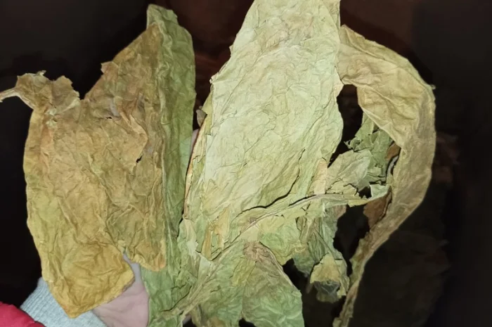 Зелений нестиглий лист з тютюну куплю 230 грн за кг- фото № 1