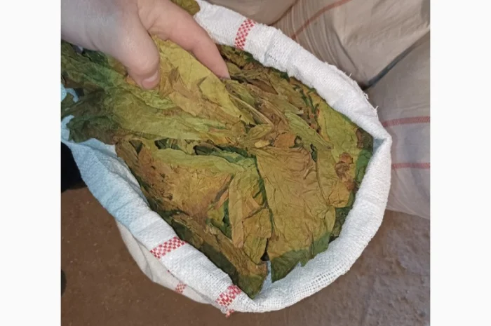 Зелений нестиглий лист з тютюну куплю 230 грн за кг- фото № 2