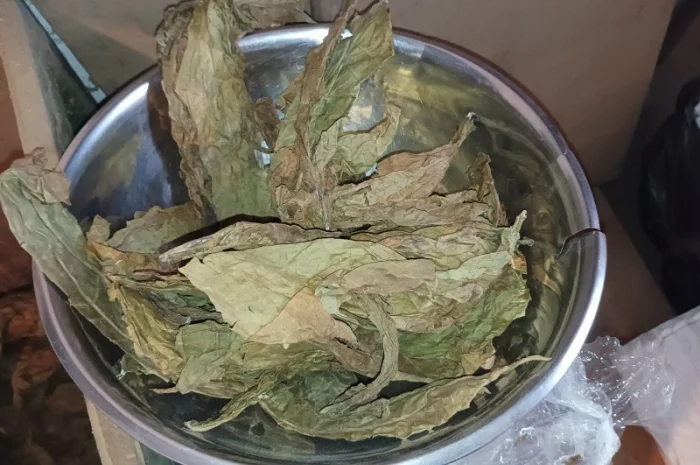 Тютюн листя куплю 230 грн за кг трьохцветка брак- фото № 1