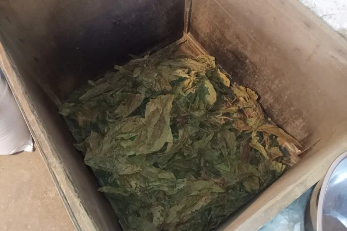 Тютюн листя куплю 230 грн за кг трьохцветка брак- фото № 2