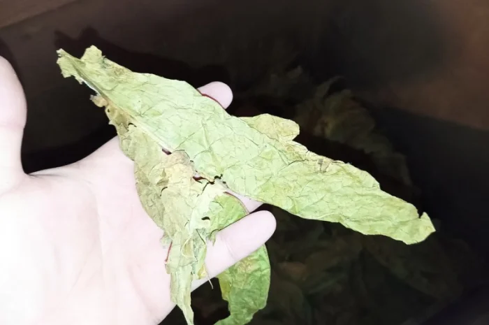 Табачний лист куплю 230 грн за кг некондицію- фото № 1