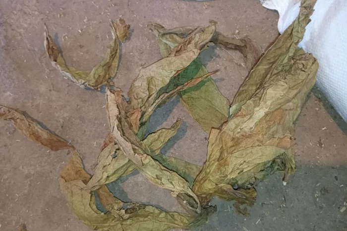 Табачний лист куплю 230 грн за кг некондицію- фото № 2