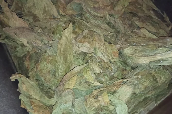 Табачний лист куплю відходи з листа такі як на фотках- фото № 1