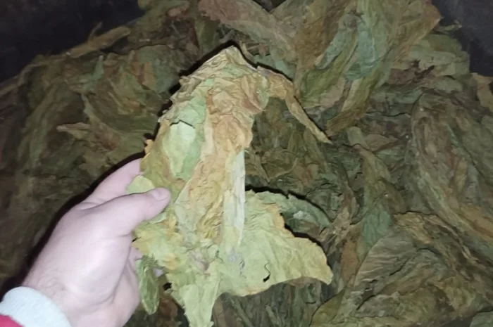 Табачний лист куплю відходи з листа такі як на фотках- фото № 2