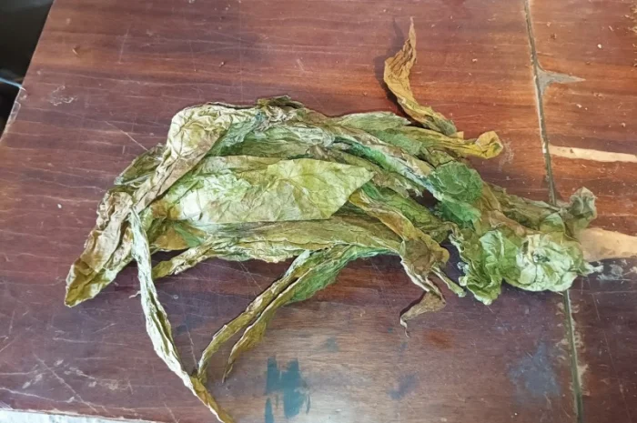 Куплю сировину листа відходи любих сортів тютюну некондиція нестиглий- фото № 2
