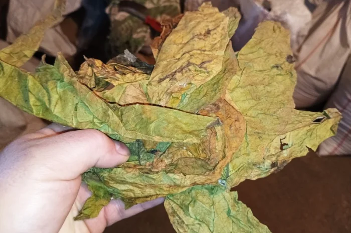 КУПЛЮ лист любих сортів тютюну такий некондиція нестиглий- фото № 2