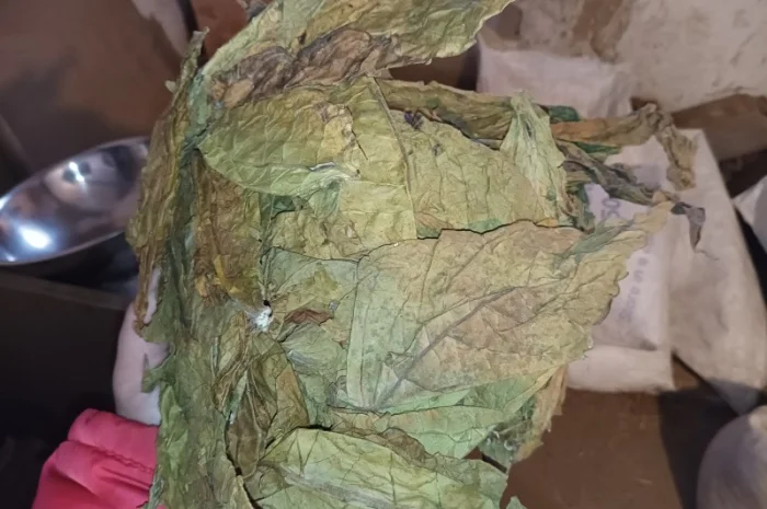 КУПЛЮ лист табака любих сортів такий як на фото некондицію ! рваний- фото № 2