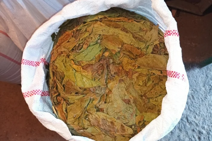 КУПЛЮ лист з тютюнів любих сортів такий як на фото некондицію- фото № 1