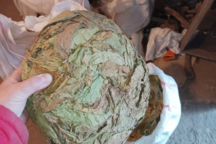 КУПЛЮ лист з тютюнів любих сортів такий як на фото некондицію- фото № 2