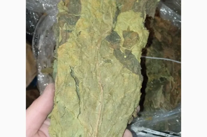 Листок з табака не доспівший зелений берлі- фото № 1