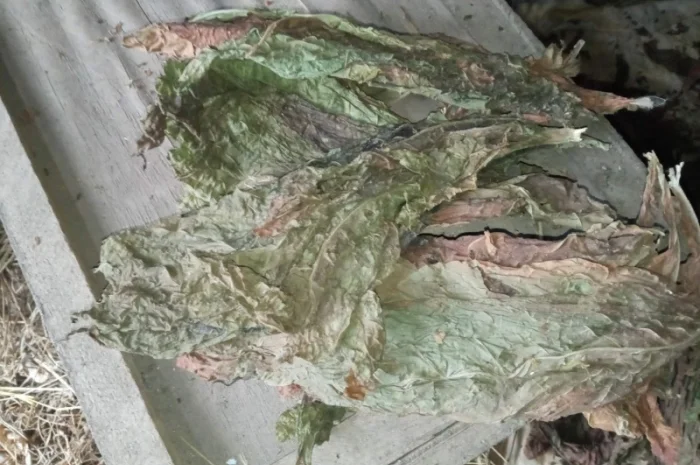 Куплю тютюновий лист зелений такий як на фото трьохцвєтка- фото № 1