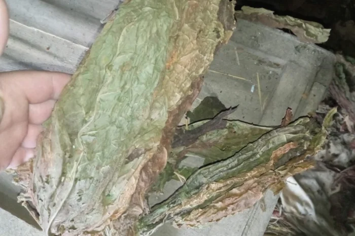 Куплю тютюновий лист зелений такий як на фото трьохцвєтка- фото № 2