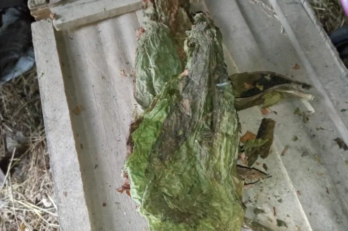 Беру лист трьохцвєтка такий як на фото зеленого кольору 70 грн кг- фото № 1