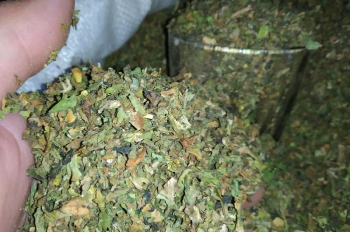 Куплю лист з табака некондицію перетертий на решето з різних табакі в200 грн кг- фото № 1