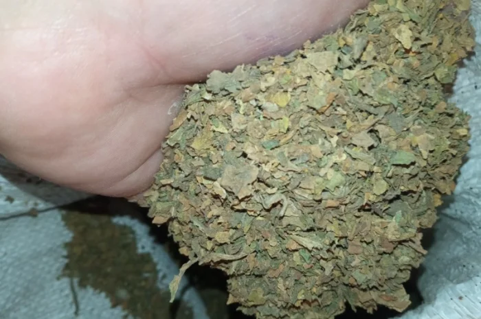 Куплю лист перебитий  на Д К У трьохцвєтку битий хлопями зеленими некондиція- фото № 1