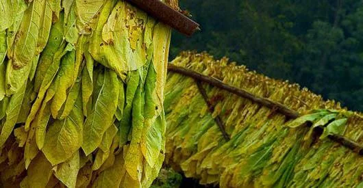 Куплю відходи з листа тютюну- фото № 2