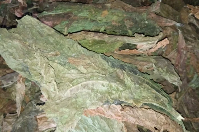 Табак такий як на фотках куплю лист зелений СУХИЙ як на фото некондиція- фото № 1