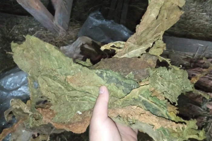 Табак такий як на фотках куплю лист зелений СУХИЙ як на фото некондиція- фото № 2