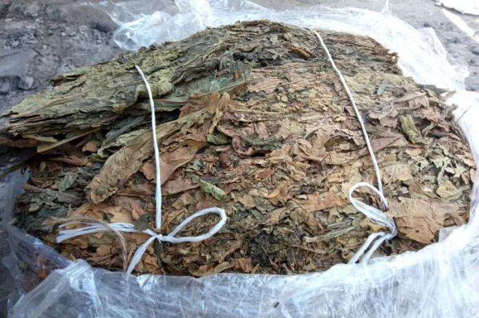 Куплю листок трьохцветка не кондиція переважео зеленкуватий колір з Берлі вірджінії- фото № 1