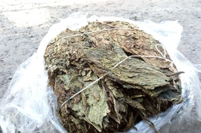 Куплю листок трьохцветка переважео зеленкуватий колір з табака Берлі вірджінія- фото № 1