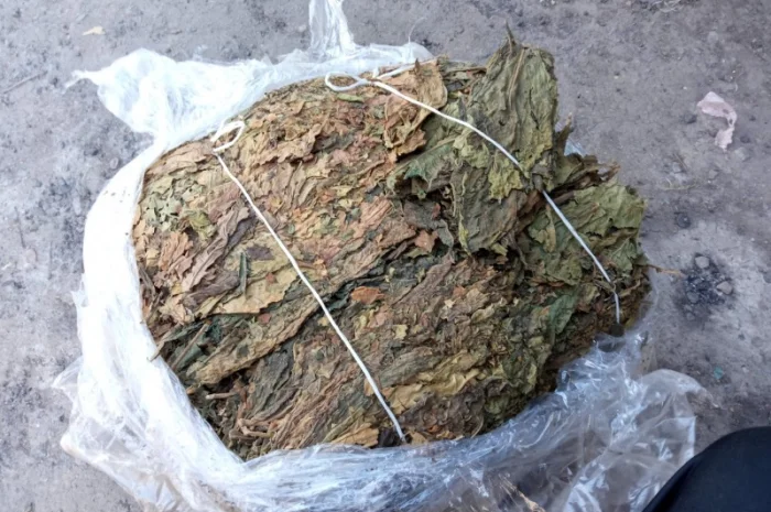 Куплю лист трьохцветка переважео зеленкуватий колір з табака Берлі- фото № 1