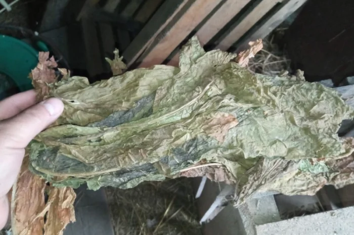 Куплю лист трьохцветка переважео зеленкуватий колір з табака Берлі- фото № 2