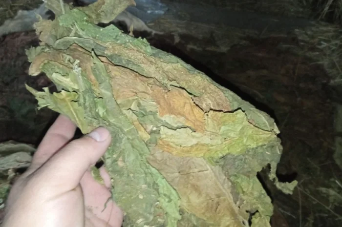 Куплю лист тютюну сухий некондиція зеленкуватого кольору такий як на фото- фото № 1