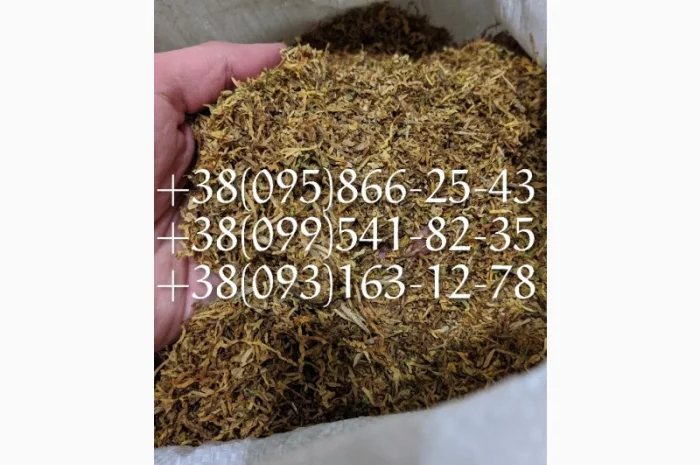 Самосад табак  для  самокруток ! табак берли вирд голд опт сорта табака, табаки болгария- фото № 1