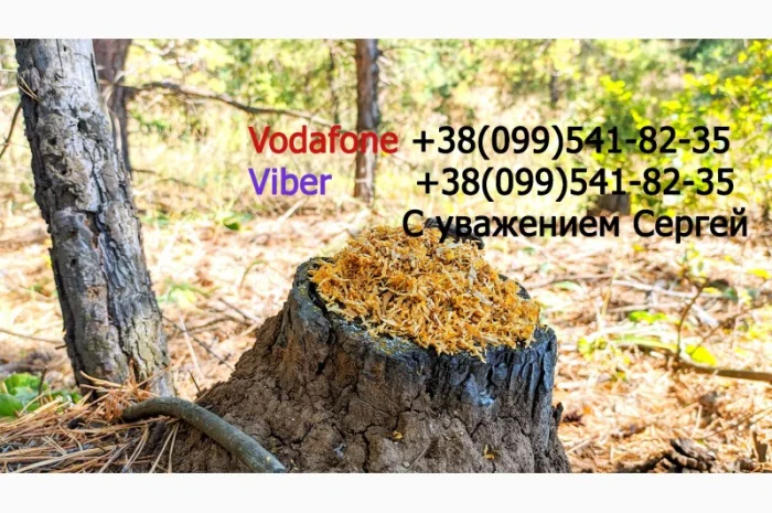 Продам ТАБАК  для  сигарет 1 кг: АКЦІЯ! Вирджиния Голд Фабричный. Вирджиния, Берли, (Бонд, Винстон, Кемел)- фото № 9