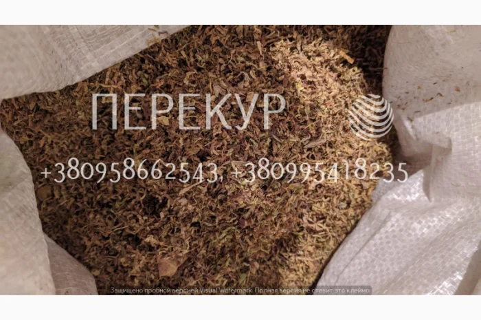 Домашний ТАБАК самосад, махорка- фото № 2