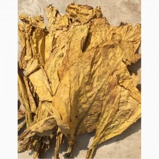 Табак Вирджиния домашнего производства- фото № 1