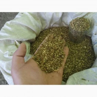 Куплю МАХОРКУ тютюн ЛИСТ з махорки з бадиллям САМОСАД- фото № 1