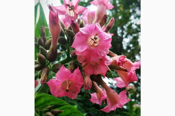 НАСІННЯ ТЮТЮНУ 11-ти поп сортів-Берлі38-46, Ксанті, ГаванаZ992, Махорка, Вірджинія, Герцегов- фото № 2