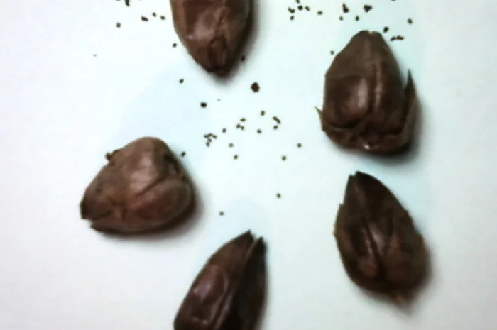 НАСІННЯ ТЮТЮНУ 11-ти поп сортів-Берлі38-46, Ксанті, ГаванаZ992, Махорка, Вірджинія, Герцегов- фото № 4