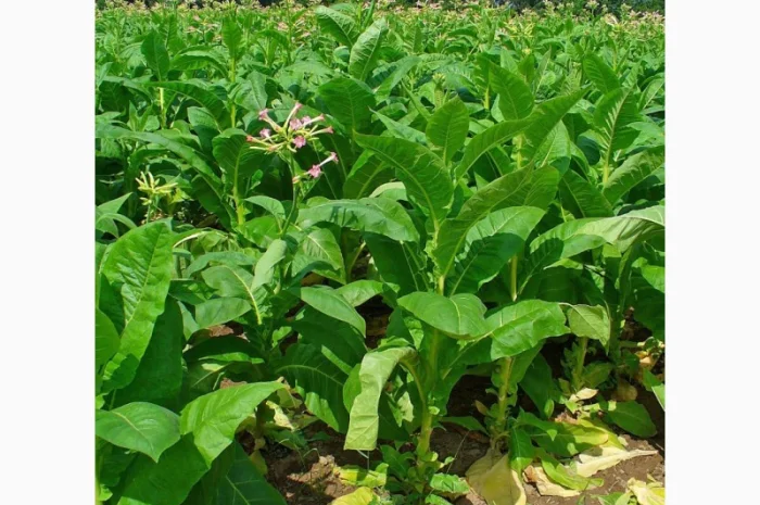 Всем сюда. лучший табак для трубки по самым доступным ценам- фото № 4