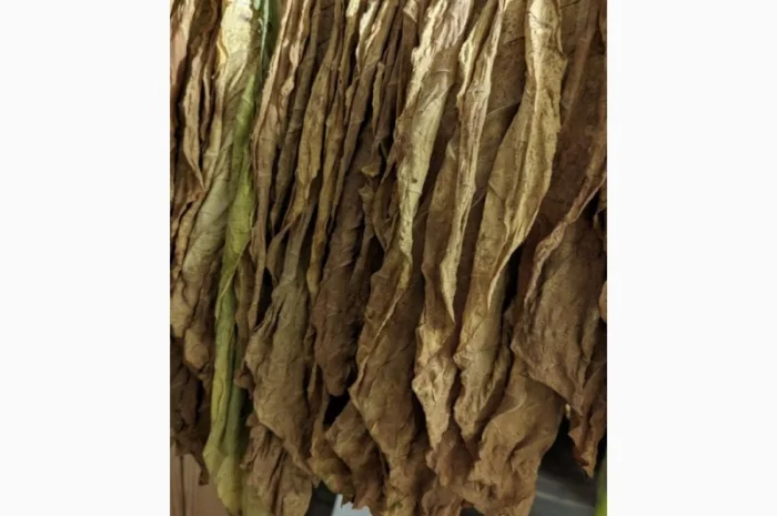 Продам лист табаку для самокруток- фото № 1