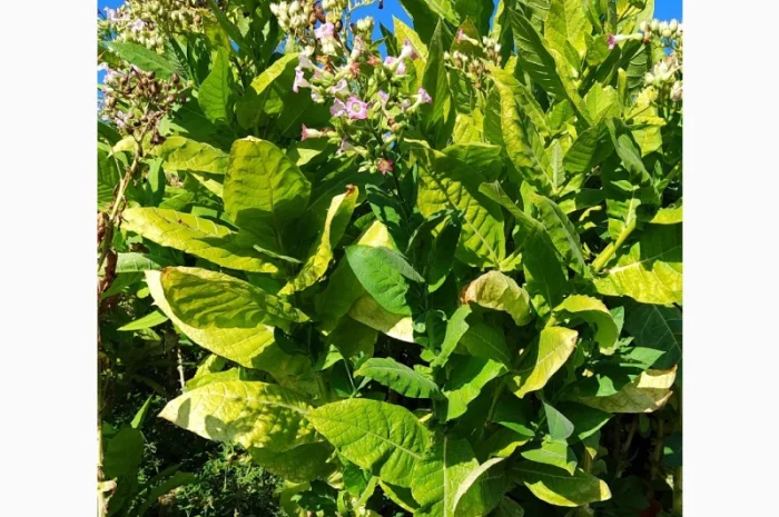 Тютюновий лист- сировина- фото № 1