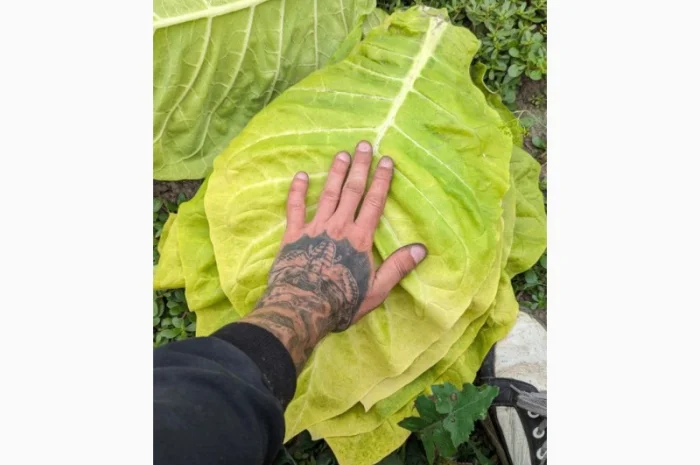 Продам сировину лист тютюну- фото № 1