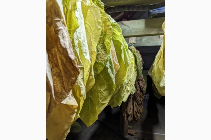 Сортовий тютюновий лист- фото № 1