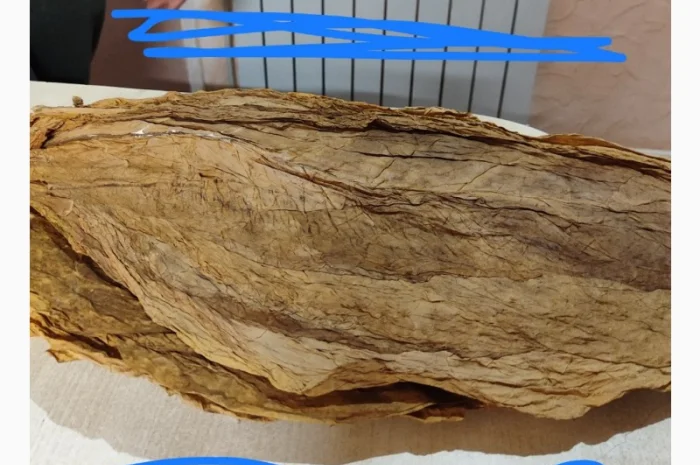 Табачный лист - сухий- фото № 1